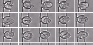 Parallel imaging of C. elegans embryonic development at single-embryo resolution.